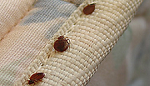 Bed Bugs